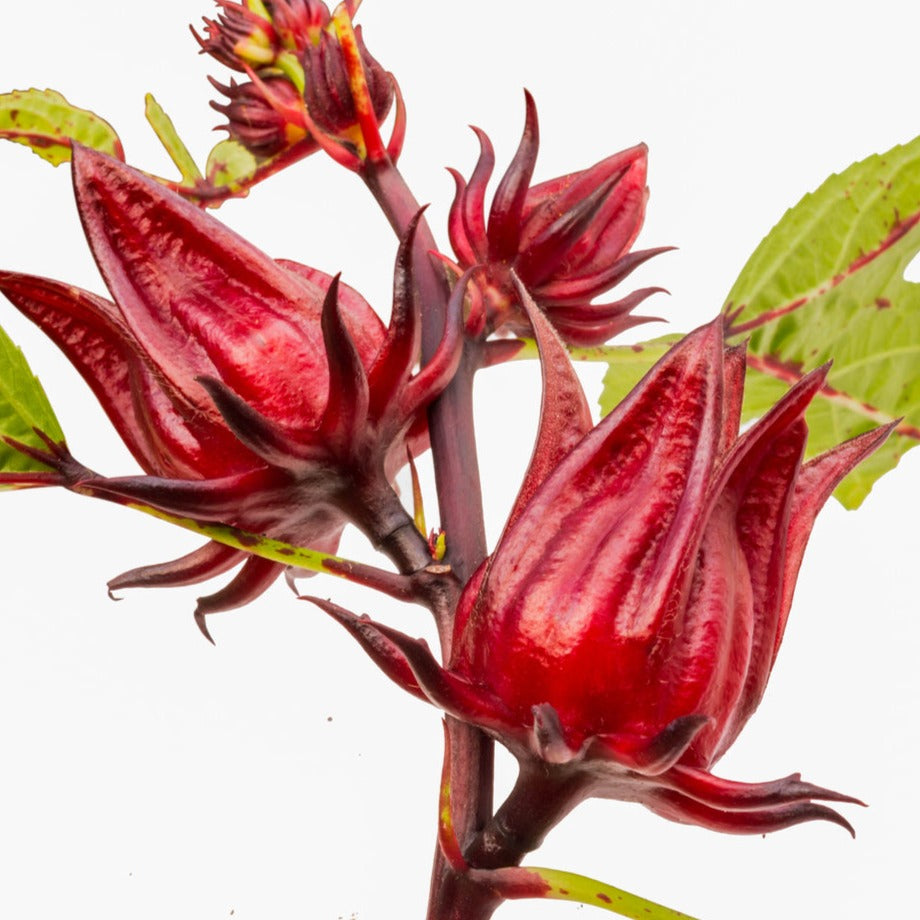 Rosella Plants