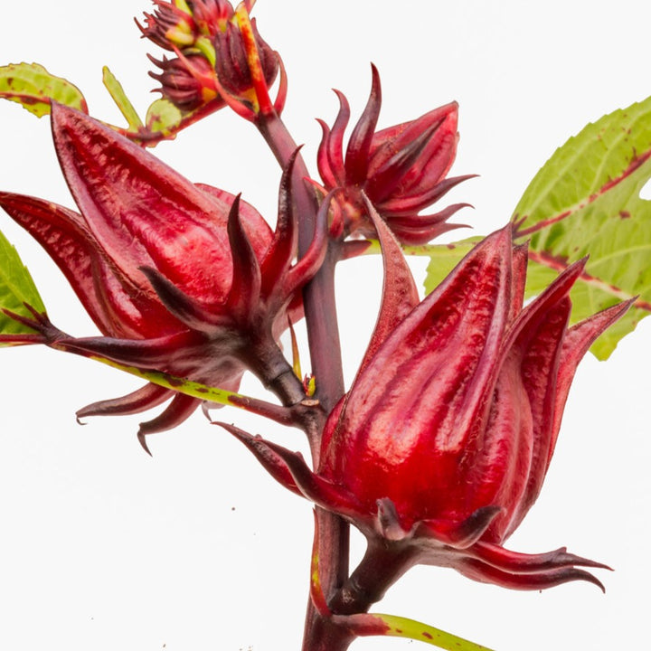 Rosella Plants