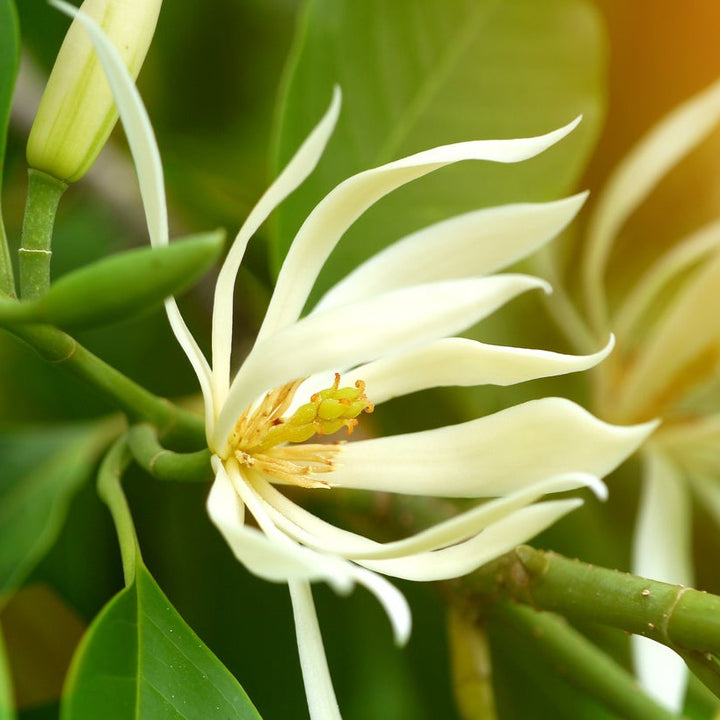 Champaka Plant - Matured Grafted (Dwarf Chempaka)