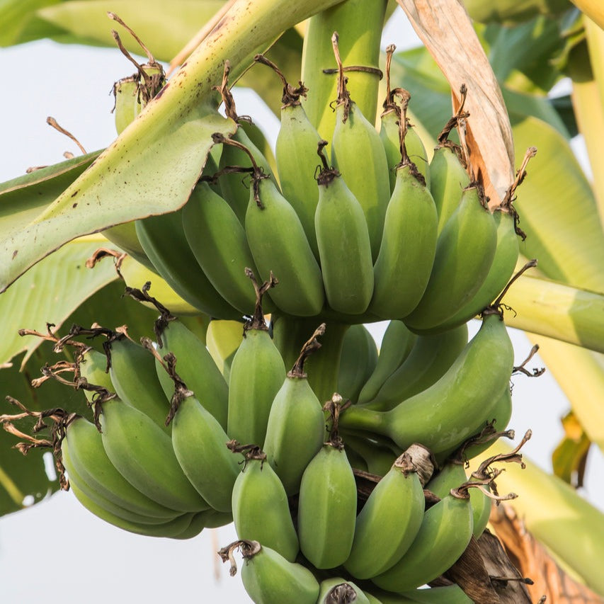 Australian Lady Finger Ducasse Pisang Awak Banana Plants