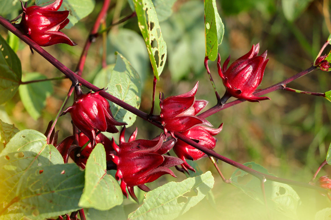 Rosella Plants