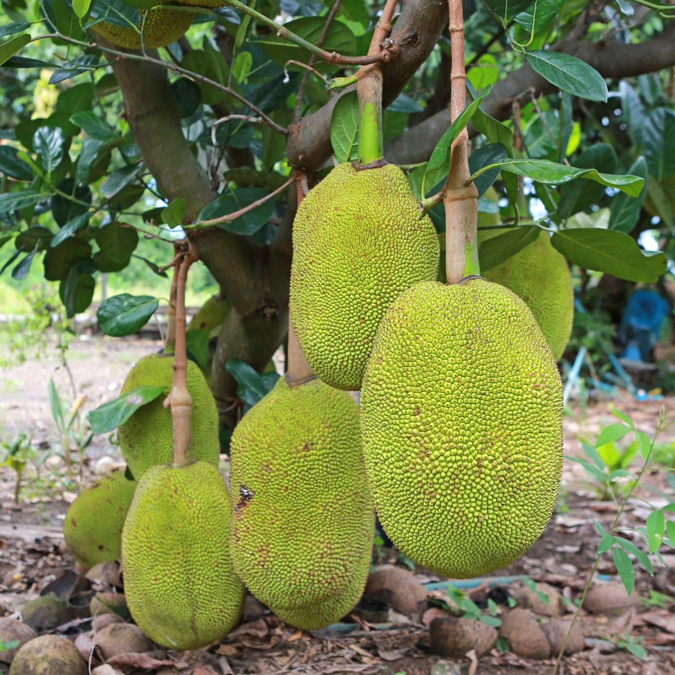樹。 Exotica NZ Plants | Jackfruit - J33 Sultan