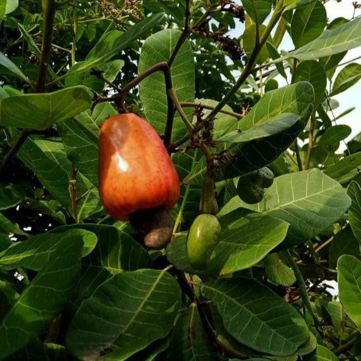 Cashew Nut Plant - Red Apple