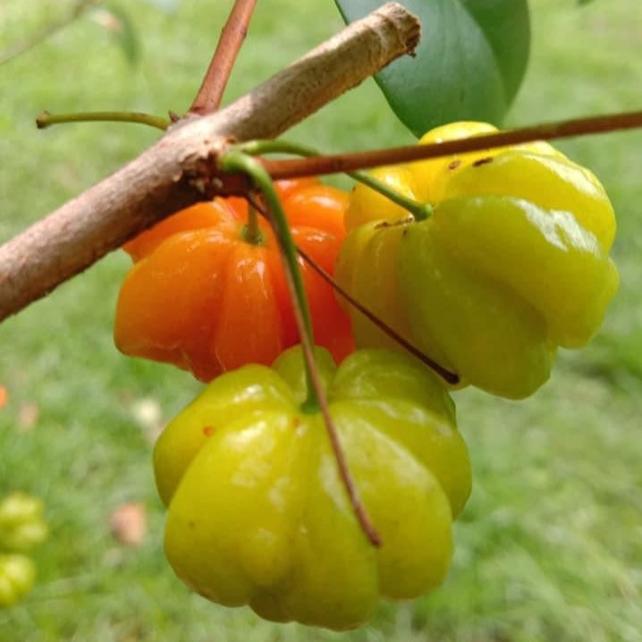 Surinam Brazilian Cherry - Orange Skin 