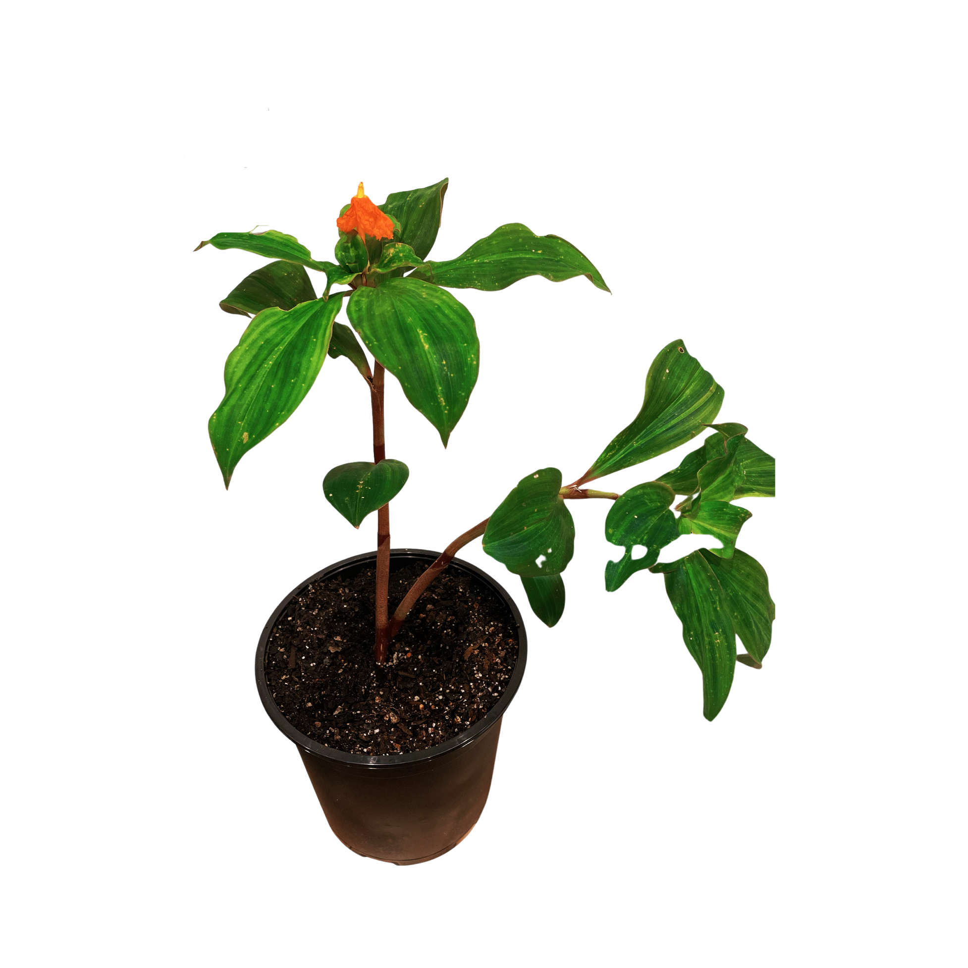 Insulin Plant - Orange Flower
