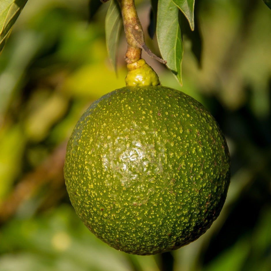 Reed Avocado - Grafted
