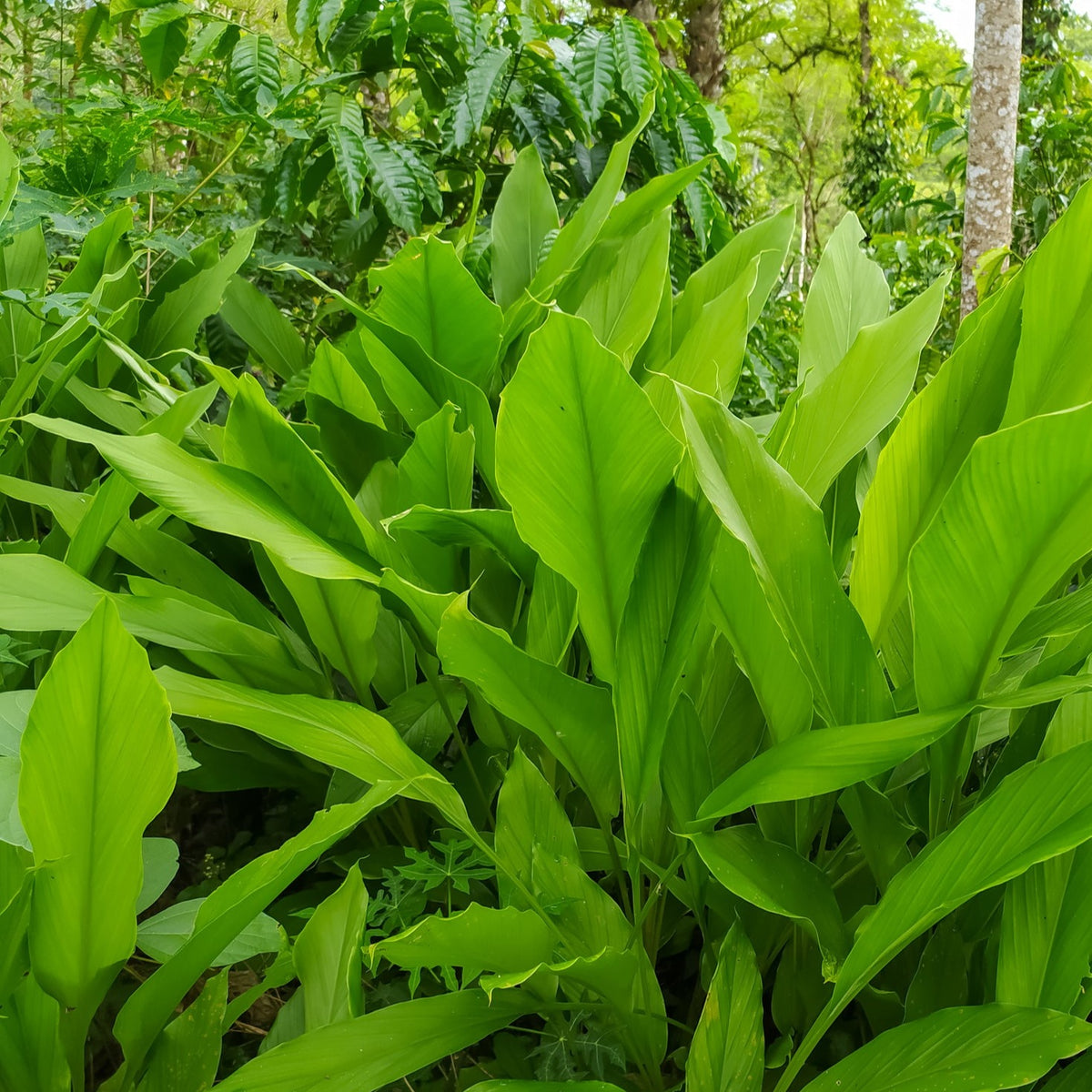 Asian Tumeric Plant