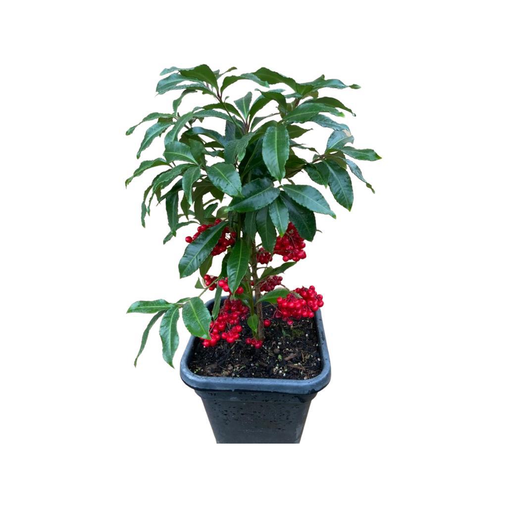 indoor plant with red berries Exotica NZ Plants