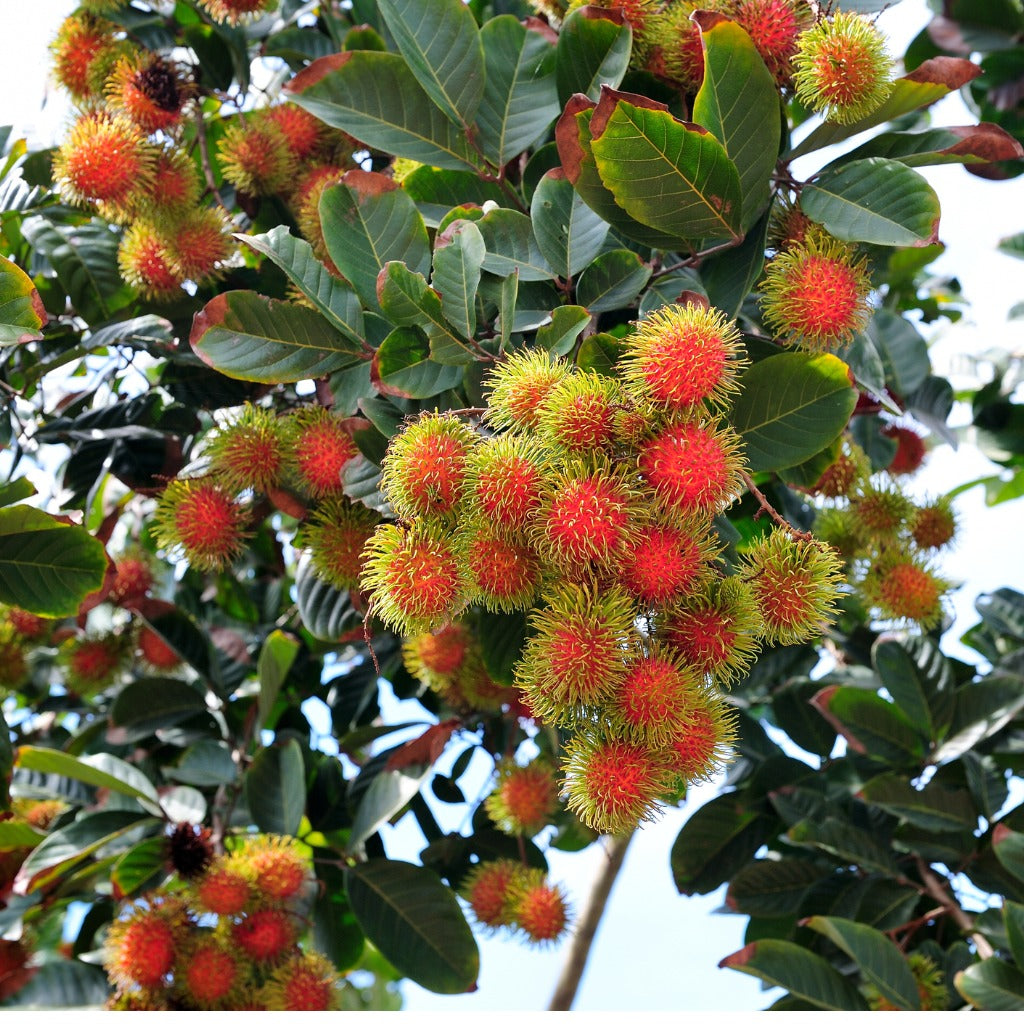 Fermented Rambutan Rambutan Plant